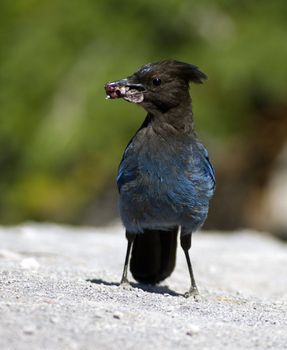 Steller's Jay snatches some food near Crater Lake