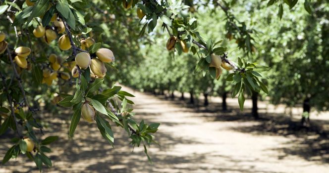 Almond Grove in California