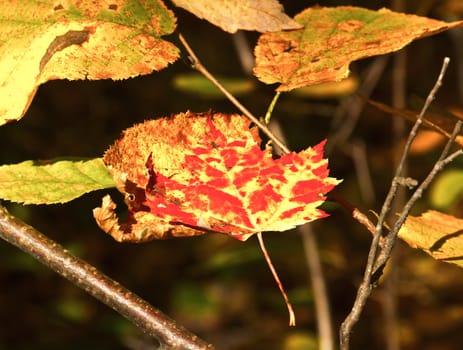 A crimson fallen Maple leaf rests atop foliage below.