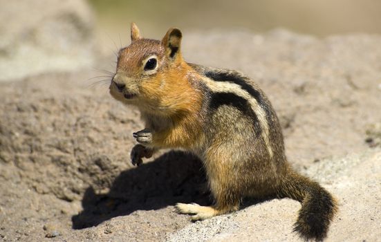 A Wild Chipmunk chomps on a bit of food