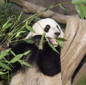 A Panda sits while eating some bamboo leaves