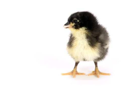 A chick of the Australorp Variety stands on white