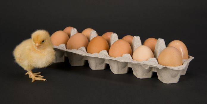 Chicken & A Dozen Eggs on black