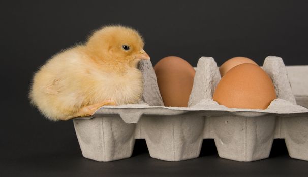 One Newborn Chicken sits with some fresh eggs in a carton