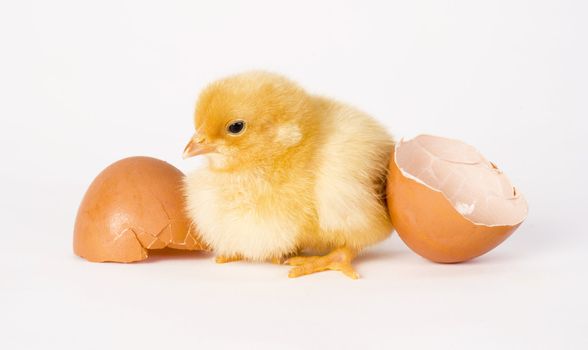 A Baby Chick wonders around the shell she came from