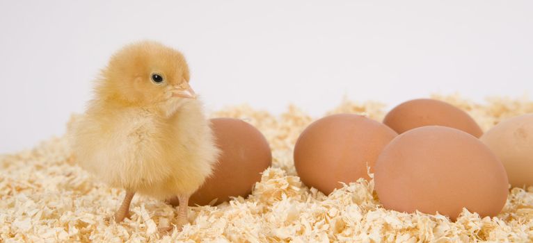 A Chick stands in bedding with farm fresh eggs on white
