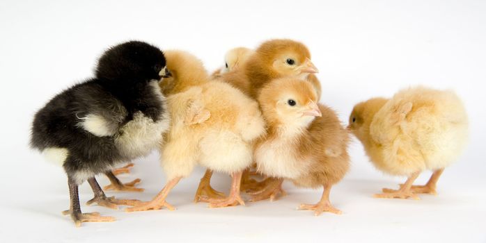 A group of new born chickens huddle together