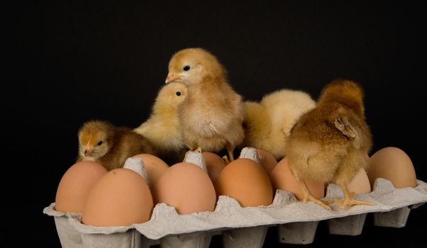 Chickens on a carton of a Dozen Farm Fresh Eggs