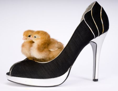 A chick couple stands inside a pair or Women's pumps on white