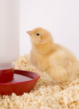 One Newborn Chicken stands by the water supply