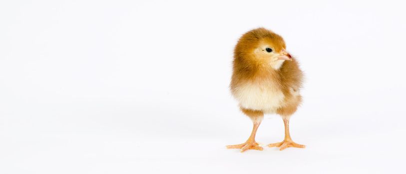 A chick  just days old stands on white
