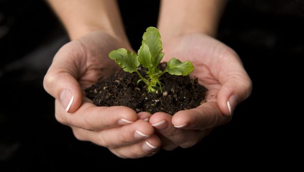 Beautiful hands hold new life as a plant