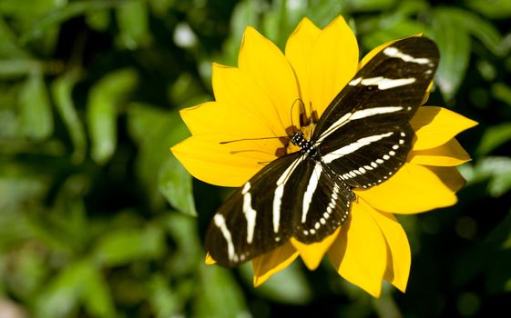 A Zebra Longwing Butterfly lands for some pollination