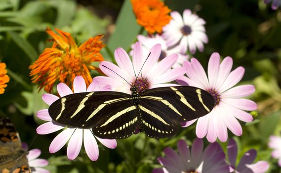 A Zebra Longwing Butterfly lands for a snack