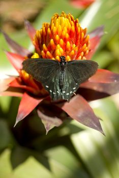 A Pipevine Swallowtail feeds on a garden flower