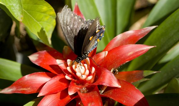 A Pipevine Swallowtail feeds on a garden flower