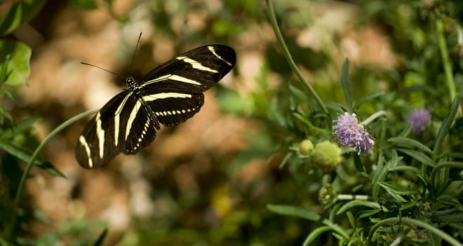 A Zebra Longwing Butterfly lands for a snack