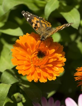 A Painted Lady Butterfly feeds on a garden flower