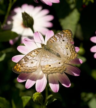 A White Peacock Butterfly lands for some pollination