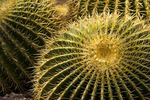 A thorny cactus close up