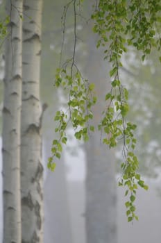 Birch tree in thick fog