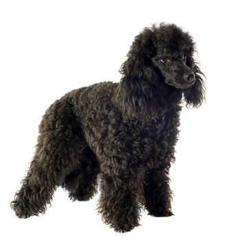 beautiful purebred poodle in front of a white background