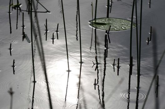 Reed which reflect themselves in the water