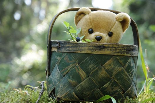 A teddy bear sitting in a braided green basket out there in the forest