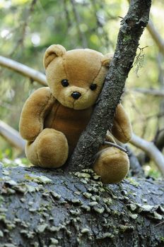 A lone Teddy bear sitting on a stem out there in the forest