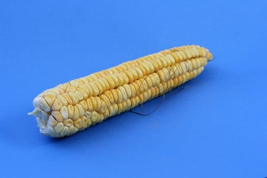 Corn background
