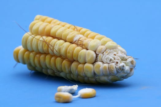 Corn background