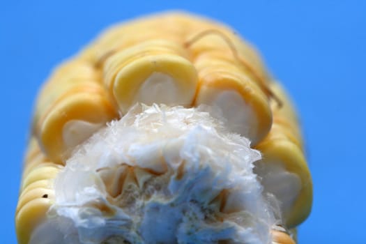 Corn background