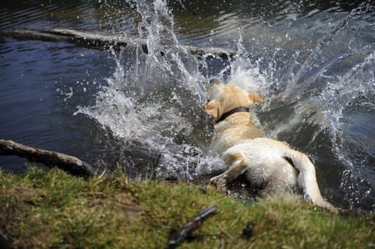 labrador falling into the water