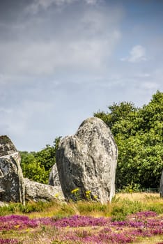 Menhirs in a flowery field