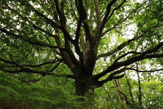 Tree seems a nature huge with symmetric branches.