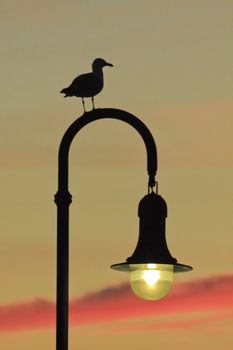 Seagull standing in a lamppost watching the sunset in the coast of Galicia