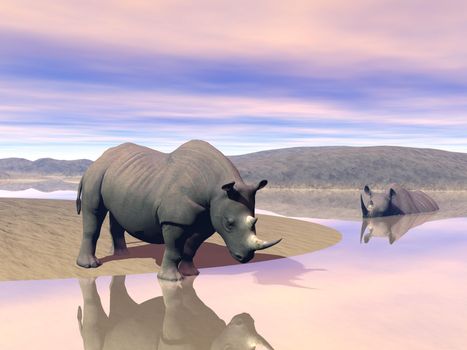 Thirsty rhinoceros drinking water next to another having a bath in the savannah by evening light