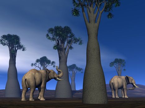 Two elephants walking between baobabs in the savannah by cloudy day