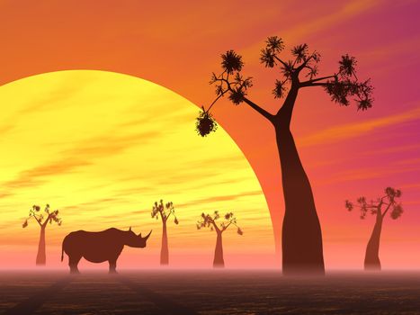 Shadows of a rhinoceros in the savannah next to baobabs by sunset