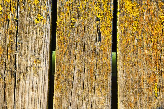 Background of mossy wooden bridge plank board closeup.