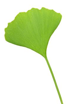 Green ginkgo biloba leaf isolated on white background