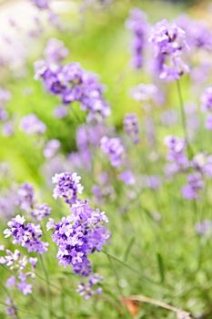 Botanical background of blooming purple lavender herb in a garden