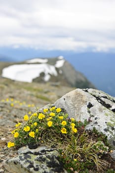 Alpine meadow with potentilla flowers blooming on Whistlers mountain in Jasper National Park, Canada