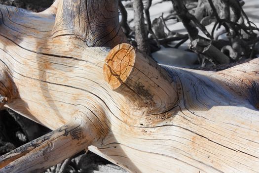 A fallen Coulter Pine at Mount San Jacinto Stae Park