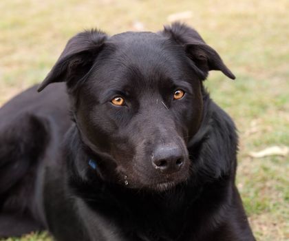 Australian bred working dog black kelpie pure breed canine cattle and sheep dog