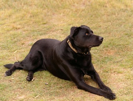 Australian bred working dog black kelpie pure breed canine cattle and sheep dog