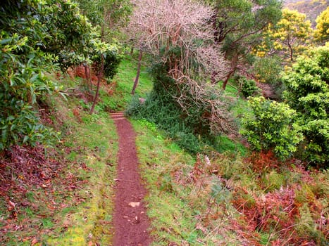 Hiking trail through the dense plant growth at Tower Hill State Game Reserve in Victoria, Australia.