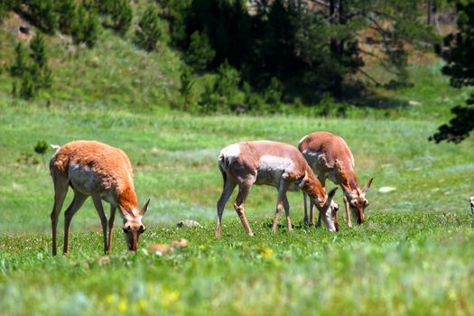 Pronghorn (Antilocapra americana) graze in the meadows of Wind Cave National Park in South Dakota.