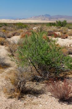 Desert vegetation with Kelso Dunes in the background at the Mojave National Preserve.