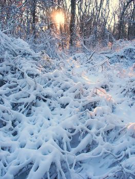 Snow covered forest scenery of Allerton Park in central Illinois.